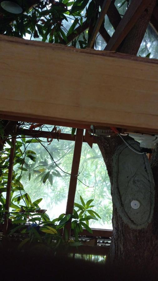 Treehouse Above The Beach Port Antonio Luaran gambar