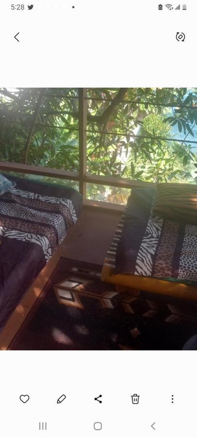 Treehouse Above The Beach Port Antonio Luaran gambar